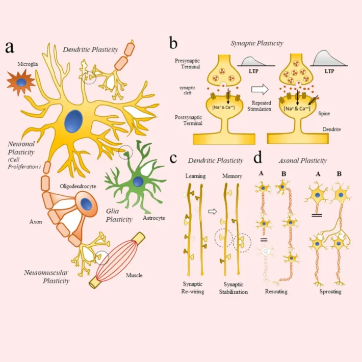 الإنعاش الذهني