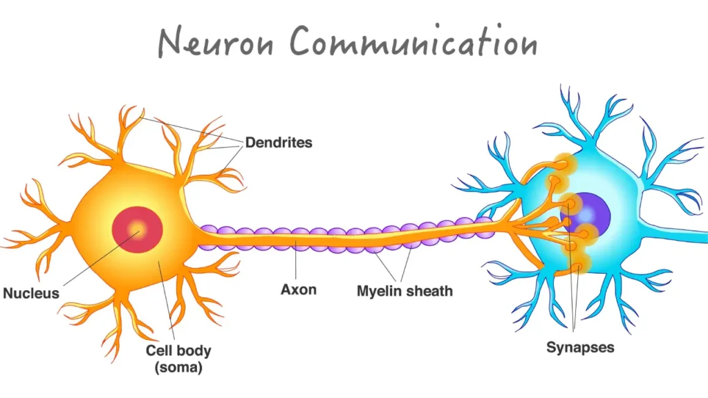 مرونة الدماغ (Neuroplasticity)